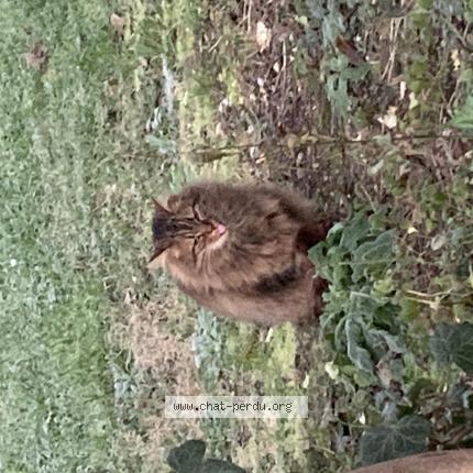 Photo 1/1 Chat trouvé Trouvé à Gagny