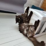 Photo de chat perdu à Lorient