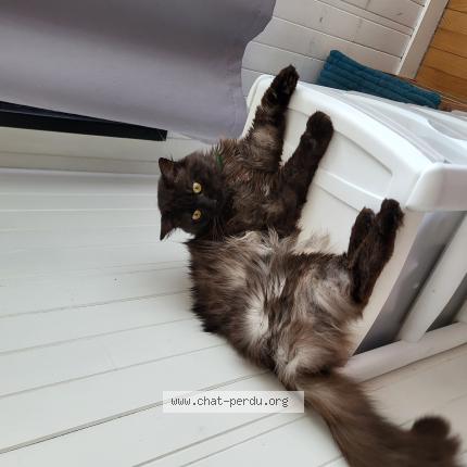 Photo 1/1 Chat retrouvé Perdu à Lorient