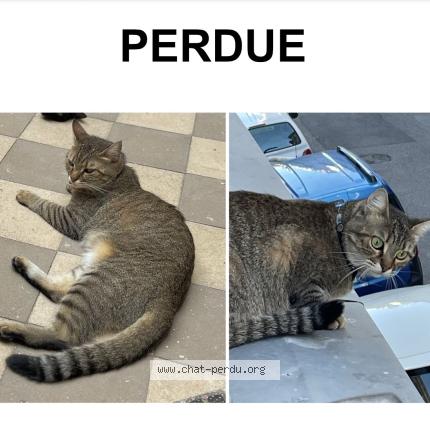 Photo de chat perdu à Noyon