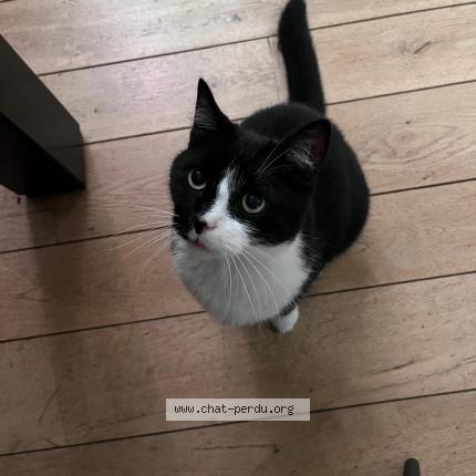 Photo 1/1 Chat retrouvé Perdu à Bruxelles