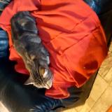 Photo de chat trouvé à Chire En Montreuil