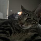 Photo de chat perdu à Dallas