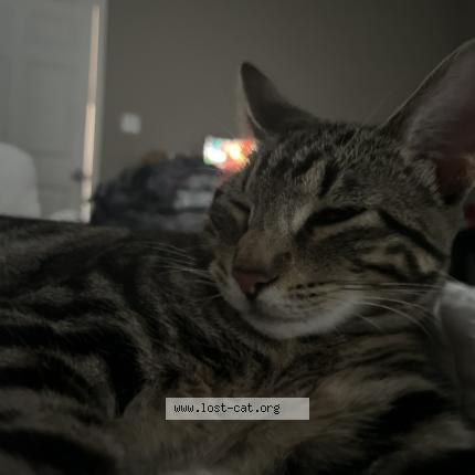 Photo 1/1 Layla Chat perdu à Dallas