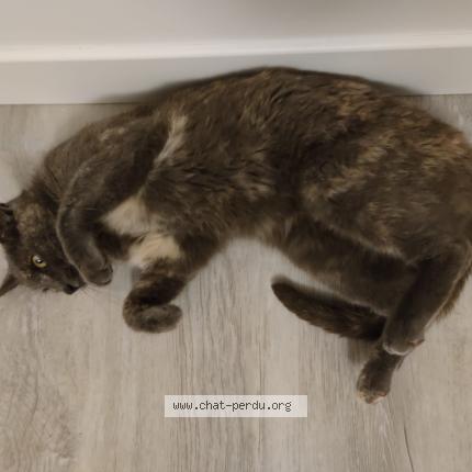 Photo de chat perdu à La Rochelle