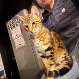 Photo de chat trouvé à Frehel