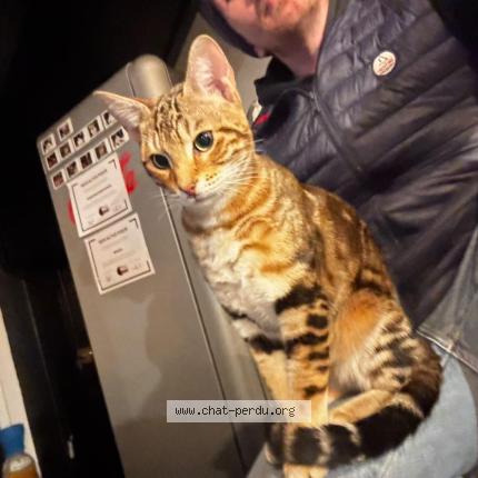 Photo 1/1 Chat trouvé Trouvé à Frehel