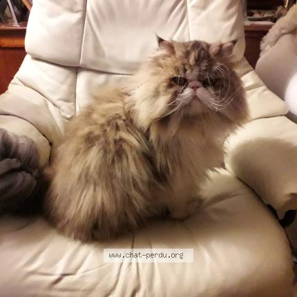 Photo 1/1 ONYX Chat perdu à Saint meloir des ondes