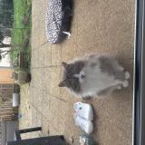 Photo de chat perdu à Saint Maixent L Ecole