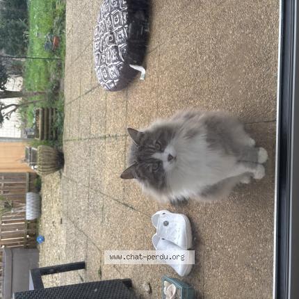 Photo 1/1 Ange Chat perdu à Saint maixent l ecole