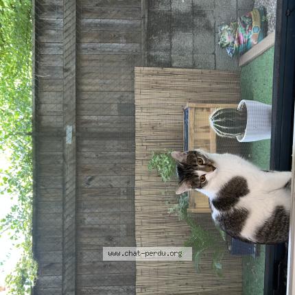 Photo 1/1 Twixy Chat perdu à Grenoble