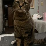 Photo de chat perdu à Cestas