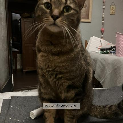 Photo 1/1 Sniw Chat perdu à Cestas
