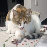 Photo de chat perdu à Beaufort En Anjou