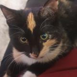 Photo de chat perdu à Ile Rousse