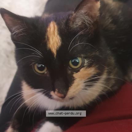Photo 1/1 Chat retrouvé Perdu à Ile rousse