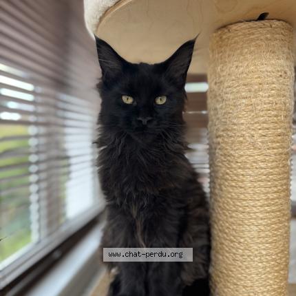 Photo de chat perdu à Belmont Sainte Foie