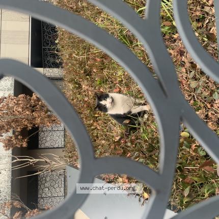 Photo 1/1 Chat trouvé Trouvé à La madeleine