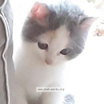 Photo 1/2 Titi Chat perdu à Plouarzel