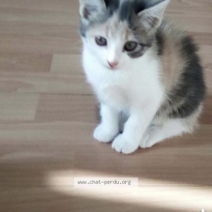 Photo 2/2 Titi Chat perdu à Plouarzel