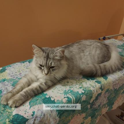Photo 1/1 LYNA Chat perdu à Hallennes lez haubourdin