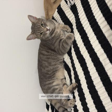 Photo 1/1 Chat retrouvé Perdu à Villeurbanne