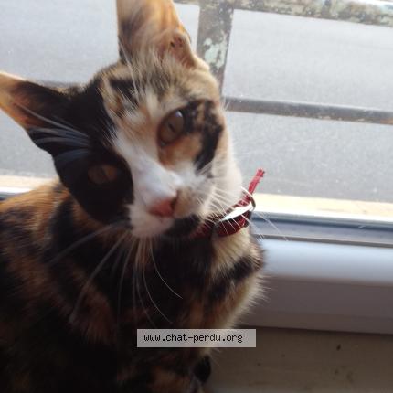Photo 1/1 Chat retrouvé Perdu à Brest