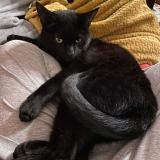 Photo de chat perdu à Toulouse