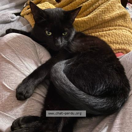Photo 1/1 Oussama Chat perdu à Toulouse