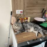 Photo de chat perdu à Gleze