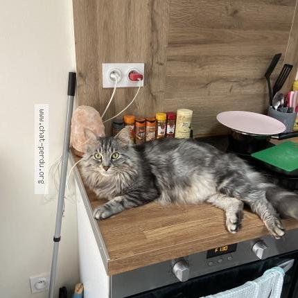 Photo 1/1 Henri Chat perdu à Gleze