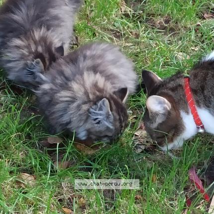 Photo 1/1 Chat retrouvé Perdu à L Hay Les Roses
