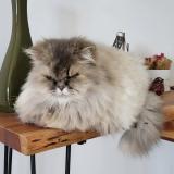 Photo de chat perdu à Jegun