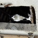 Photo de chat perdu à Evran