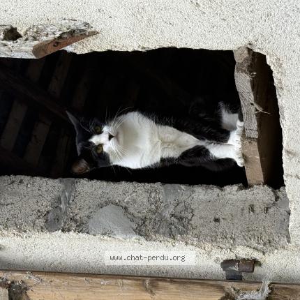 Photo 1/1 Abdel Chat perdu à Evran