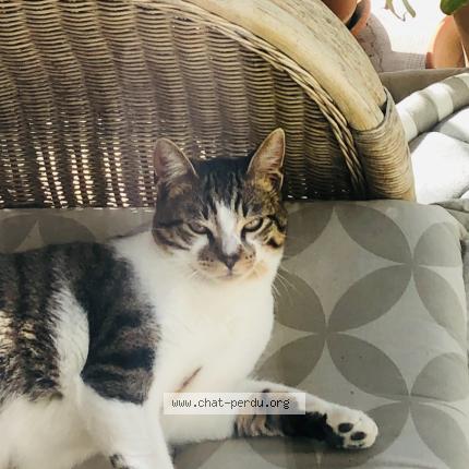 Photo 1/1 Chat retrouvé Perdu à Laudun L Ardoise