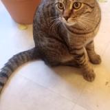 Photo de chat trouvé à Paris