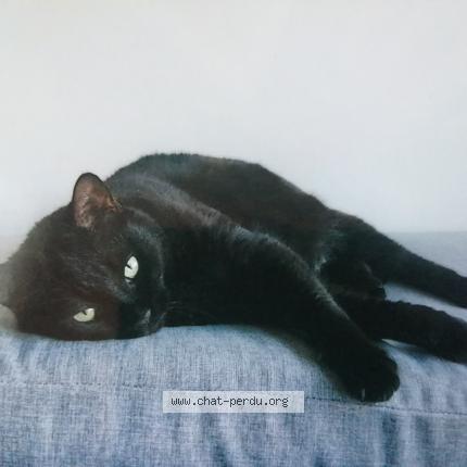 Photo 1/1 Chat retrouvé Perdu à Isle Sur Sorgues
