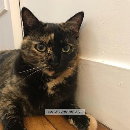 Photo 1/2 Chat retrouvé Perdu à Savigny sur orge