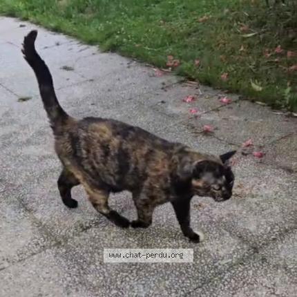 Photo 2/2 Chat retrouvé Perdu à Savigny sur orge