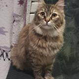 Photo de chat perdu à Villenave Pres Marsac