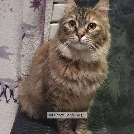 Photo 1/1 Tigroue Chat perdu à Villenave pres marsac