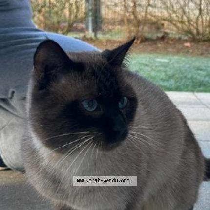 Photo 1/1 Chat trouvé Trouvé à Saint etienne