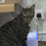 Photo de chat perdu à Troyes