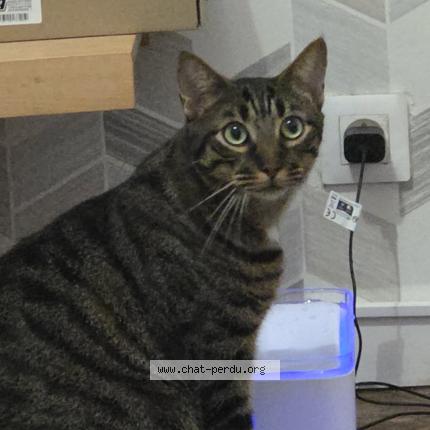 Photo 1/1 Atchoum Chat perdu à Troyes