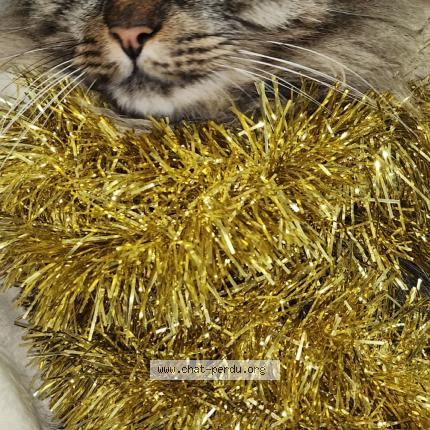 Photo 1/1 Filou Chat perdu à Nimes