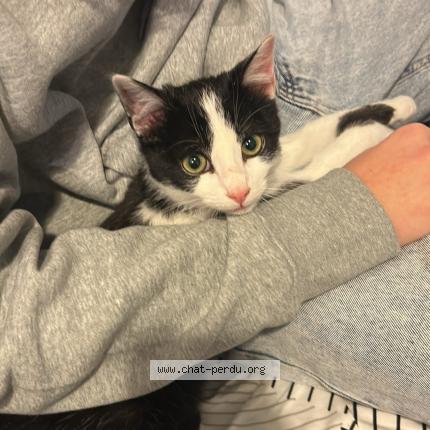 Photo 1/1 Chat retrouvé Trouvé à 85270 Saint Hilaire De Riez