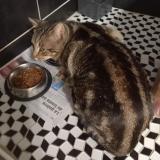 Photo de chat perdu à Pau