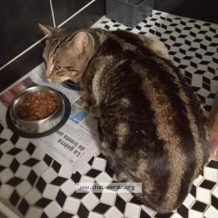 Photo 1/1 Chat retrouvé Perdu à Pau