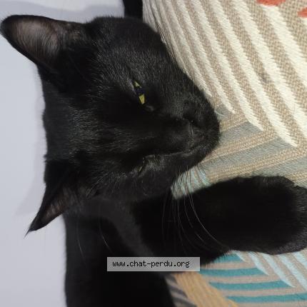 Photo 1/1 Chat retrouvé Perdu à Ribecourt dreslincourt